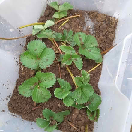 Photo of free Strawberry plants (Parkstreet AL2) #1