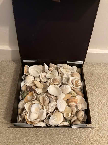 Photo of free Box of various shells (Peacehaven) #1