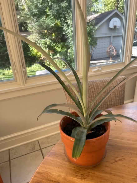 Photo of free Pineapple plant (NW Evanston) #2