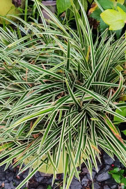 Photo of free Carex grass (Manchester M19) #2