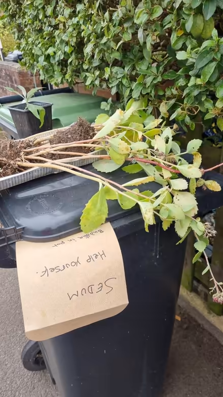 Photo of free Sedum with roots (South Tonbridge TN9) #1