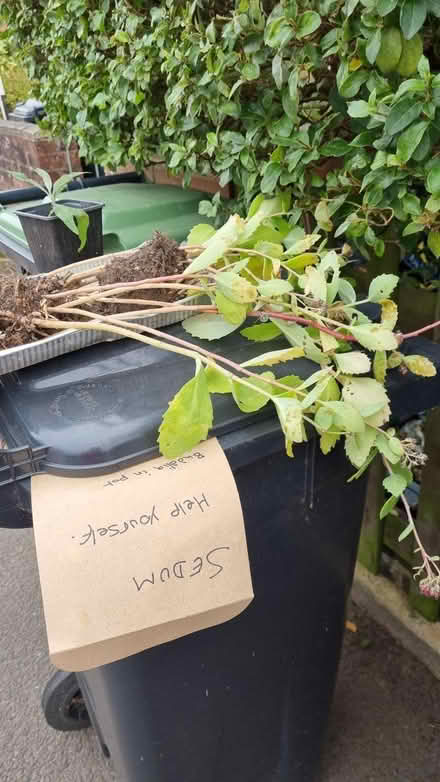 Photo of free Sedum with roots (South Tonbridge TN9) #1