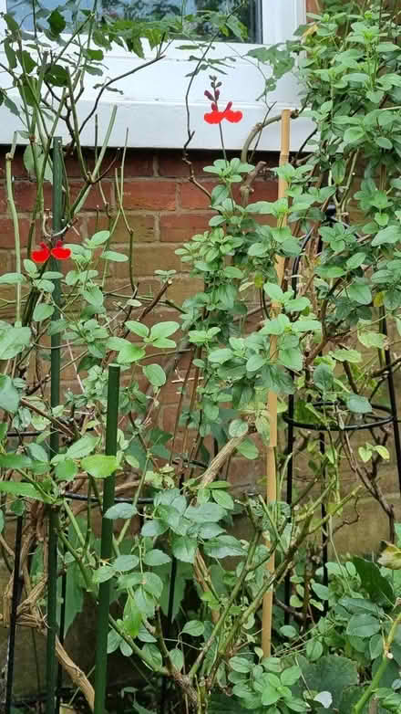Photo of free Red salvia cuttings . (South Tonbridge TN9) #1
