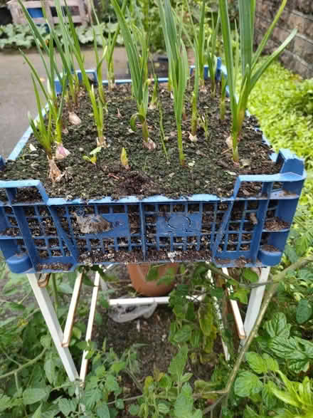 Photo of Mushroom trays (Mapperley, NG3) #2