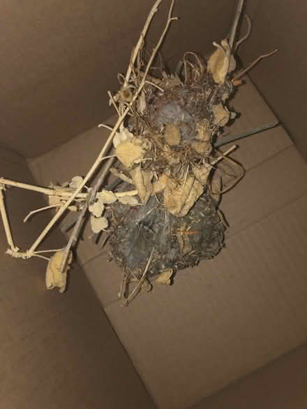 Photo of free Bushtit nest + Mantis ootheca (Cambrian) #1