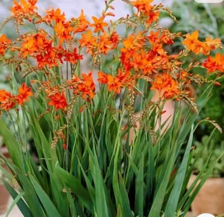 Photo of free Crocosmia - Hardy Perennial (Whitwick) #1