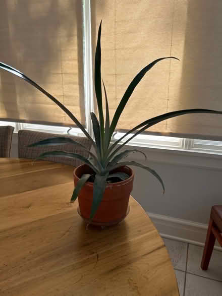 Photo of free Pineapple plant (NW Evanston) #1
