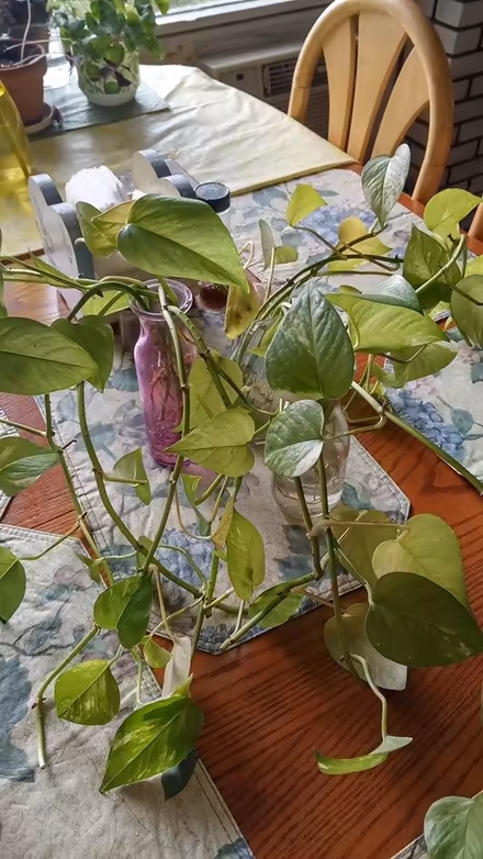 Photo of free Last Chance for Golden Pothos (Town of LaGrange) #1