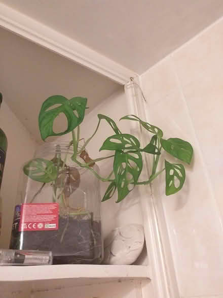 Photo of free Dwarf Monstera (Monkey Leaf) (Rayners Lane, HA2) #1
