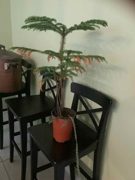 Photo of free Norfolk Island pine plant #2 (Beacon Hill North) #1