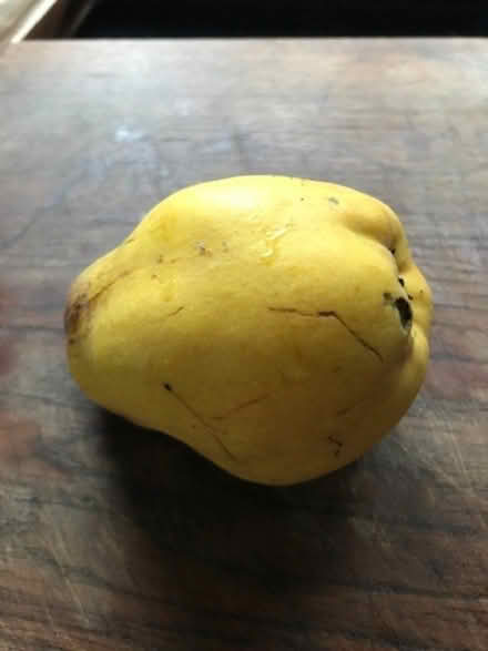 Photo of free Quince (Sandhurst TN18) #1
