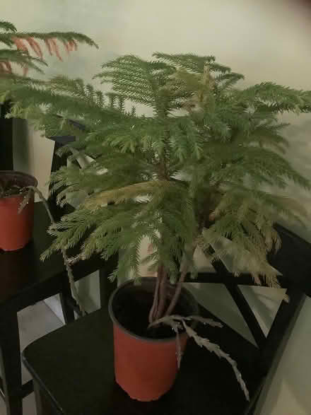 Photo of free Norfolk Island pine plant (Beacon Hill North) #1