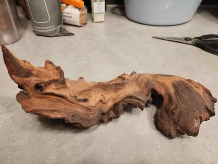 Photo of free Wood and foraged natural bits (Richmond TW10) #3