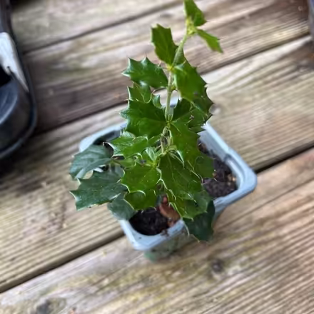 Photo of free Barberry (Merchiston EH10) #2