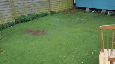 Photo of free Artificial grass approx 5m x 5m (Ludlow SY8) #2