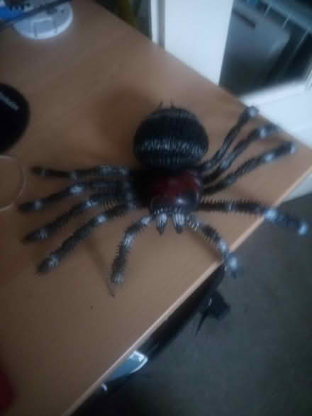 Photo of free Large Spider (Cippenham SL1) #1