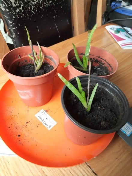 Photo of free Aloe Vera Babies (Trowbridge BA14) #1