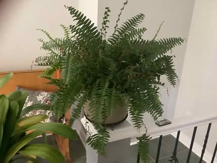 Photo of free Boston fern plant (Beacon Hill North) #1