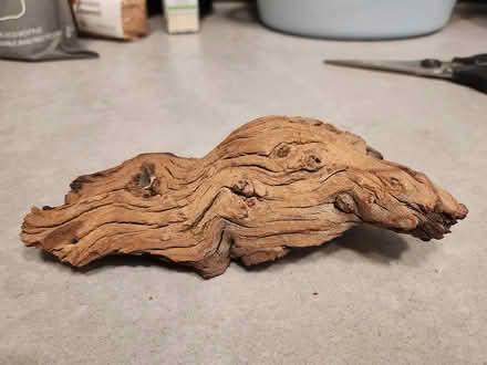 Photo of free Wood and foraged natural bits (Richmond TW10) #2