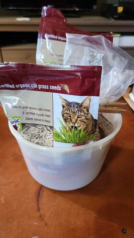 Photo of free cat grass seeds (Cambridge, near Western Ave) #1