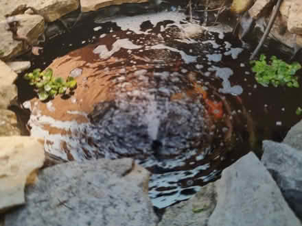Photo of free Large koi (Smoketown) #1