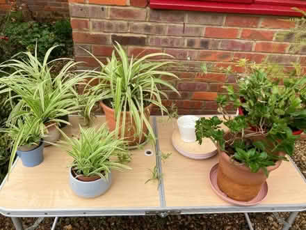 Photo of free Houseplants (Top Amersham HP6) #1