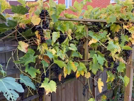 Photo of free Grapes (Colchester CO1) #1