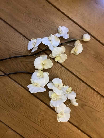 Photo of free Artificial Orchid stems (H Wycombe HP13 Amersham Hill) #1
