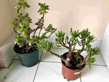 Photo of free House plants (Garstang PR3) #1