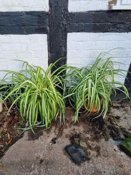 Photo of free Spider plants (gloucester GL19) #1
