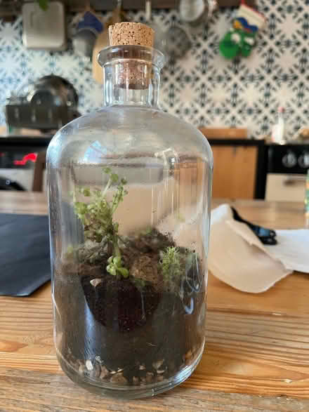 Photo of free Terrarium (SE5) #1
