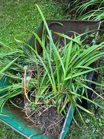 Photo of free Purple iris (Bowie) #1