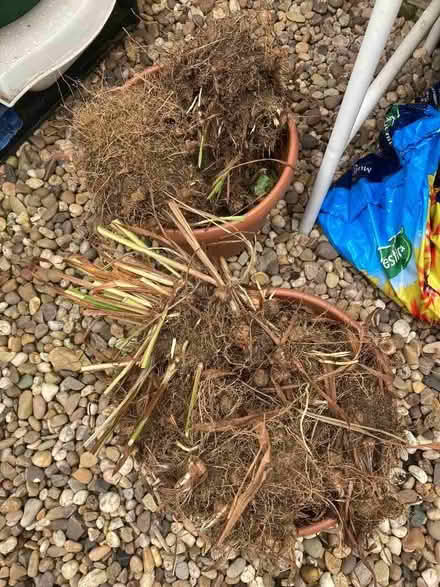 Photo of free Crocosmia (Bilton Road CV22) #1