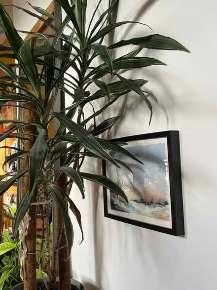 Photo of free Tall plant with pot (SE5) #2