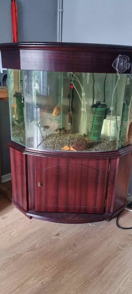 Photo of free 3ft fish tank with fish (New addington) #1