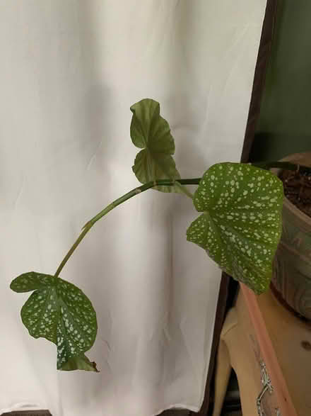 Photo of free Begonia (SE Downers Grove) #1