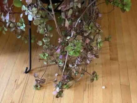 Photo of free Swedish ivy cuttings (Beacon Hill North) #1