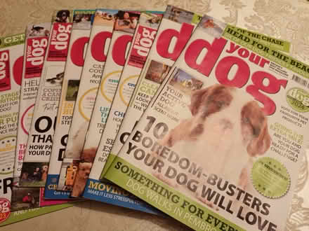 Photo of free Your Dog magazines (Coventry CV2) #1