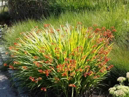 Photo of free Crocosmia (Bilton Road CV22) #2
