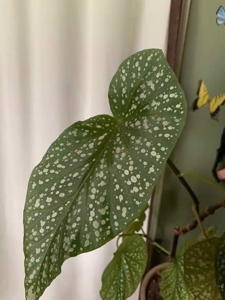 Photo of free Begonia (SE Downers Grove) #3