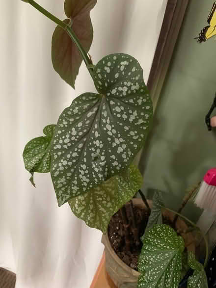 Photo of free Begonia (SE Downers Grove) #2