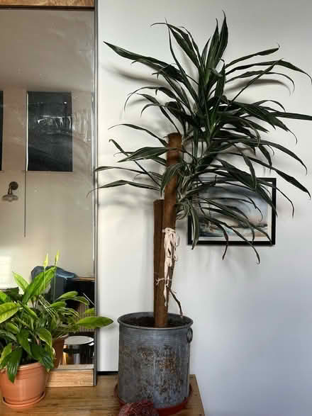 Photo of free Tall plant with pot (SE5) #1