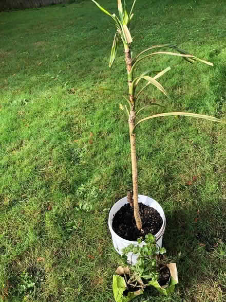 Photo of free 6 Plants (Aurora (Aurora (N Seattle/ Shoreline)) #1