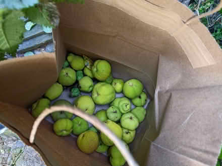 Photo of free ornamental quince fruit (Chelsea) #1