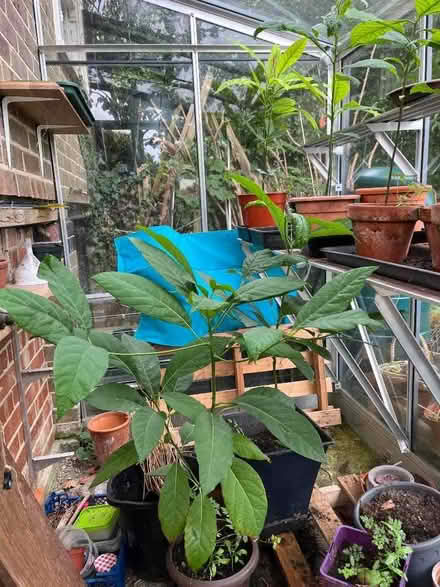 Photo of free Avocado plants (Eastbourne BN21) #2
