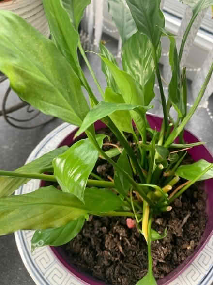 Photo of free House plant -peace lily (Monifieth DD5) #1