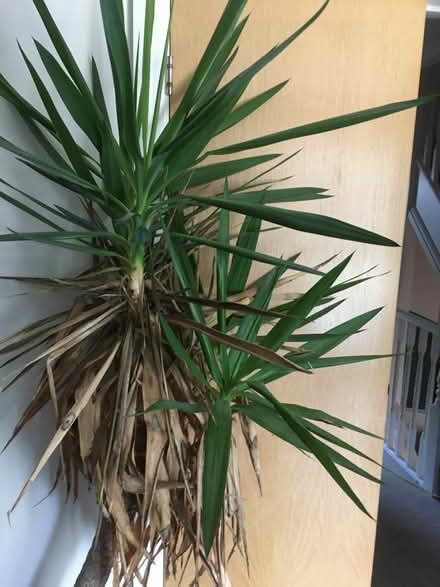 Photo of free Large Yukka plant (Hertford SG13) #2