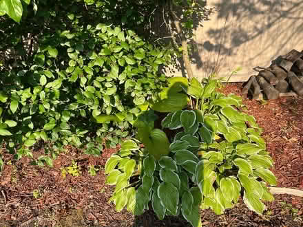 Photo of free Hostas, you dig up and take (Farmington Hills, mi) #4