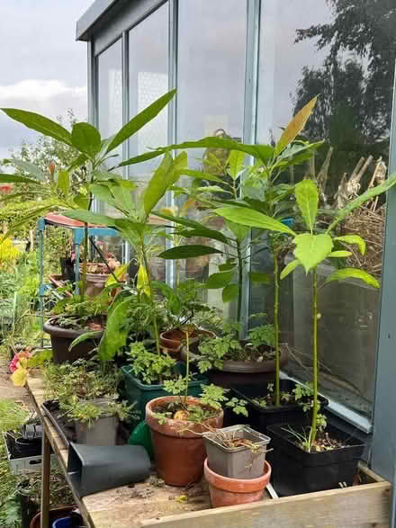 Photo of free Avocado plants (Eastbourne BN21) #1
