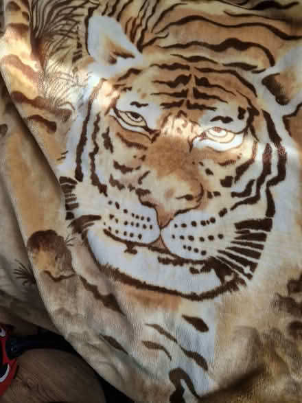 Photo of free Double tiger blanket (Wandsworth) #1
